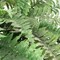 8-Pack – Oversized 82” Artificial Boston Fern Plants with 77 Fronds – Bulk Faux Hanging Greenery for Large Spaces, Events, Outdoor Displays (No Pot Included)